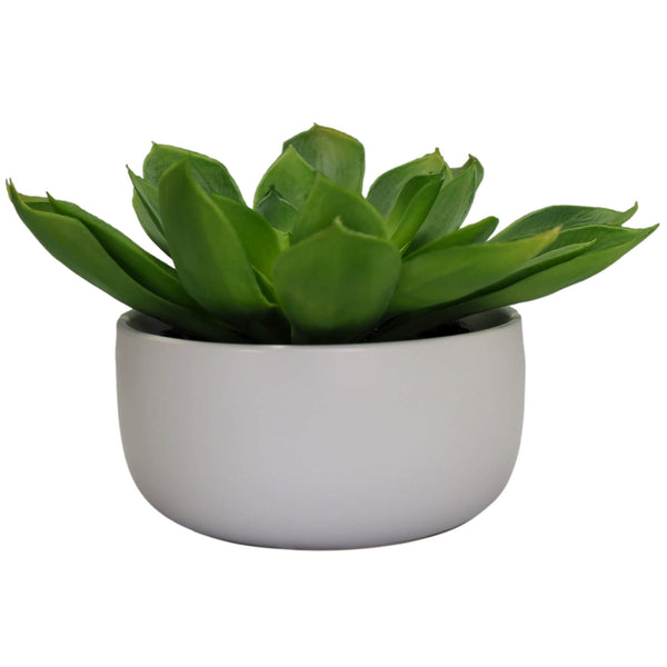 Artificial Echeveria in White Ceramic Pot 18cm
