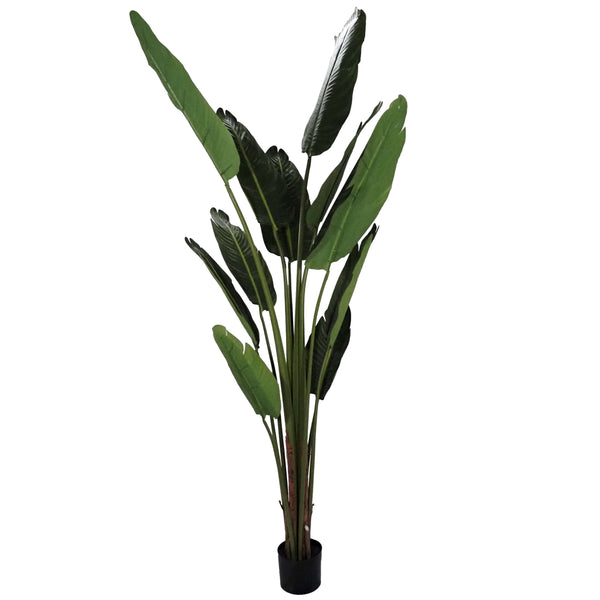 Bird of Paradise Tree 1.8m