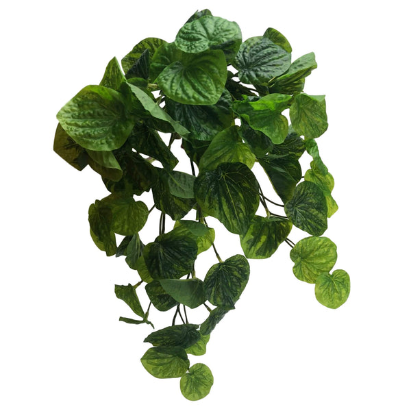 Two Tone Green Peperoma Caperata Hanging Bush  45cm