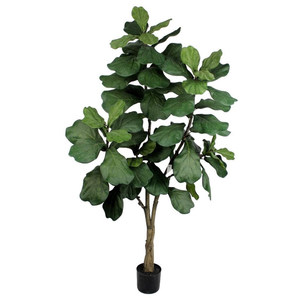 Fiddle Leaf Tree 182cm
