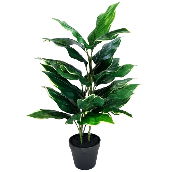 Green Potted Hosta Plant 60cm