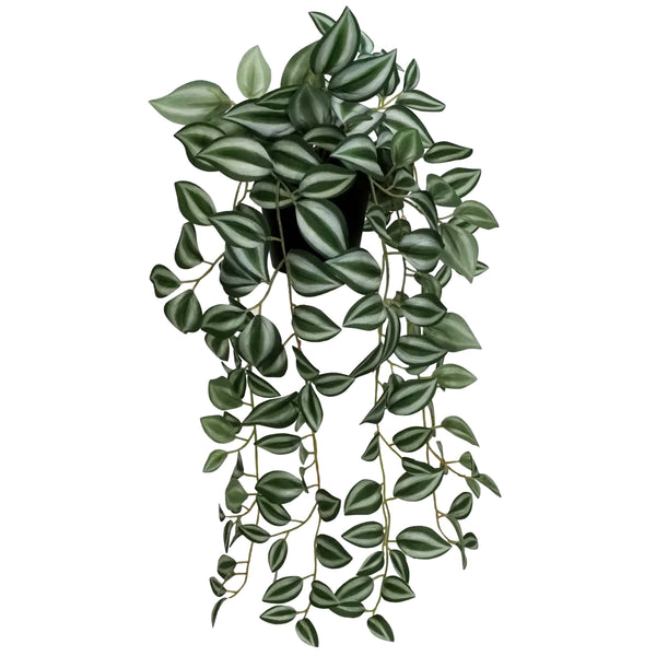 Green/Silver Potted Wandering Jew Hanging Bush 52cm