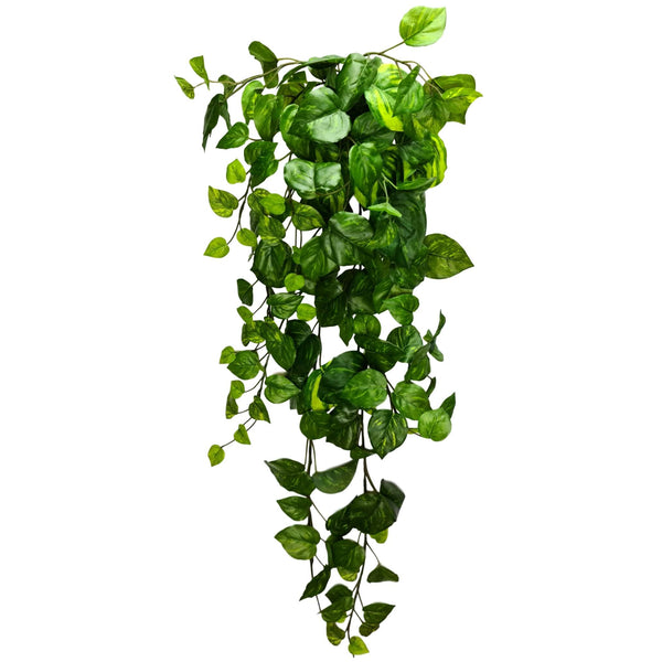 Two Tone Green Hanging Pothos Bush 100cm