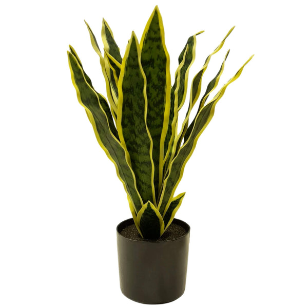 Mother in Law Tongue Snake Plant 44cm