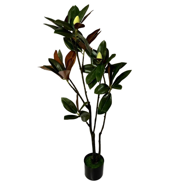 Potted Magnolia Tree 120cm