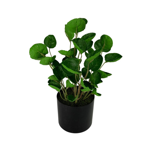 Potted Money Pocket Plant 28cm