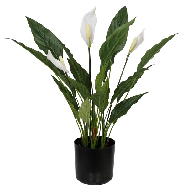 Potted Peace Lily Plant 52cm