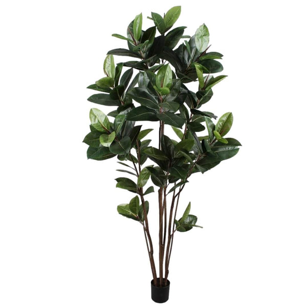 Rubber Tree 182cm