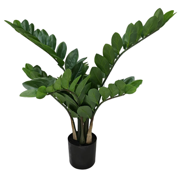 Potted Zanzibar Gem Plant 70cm