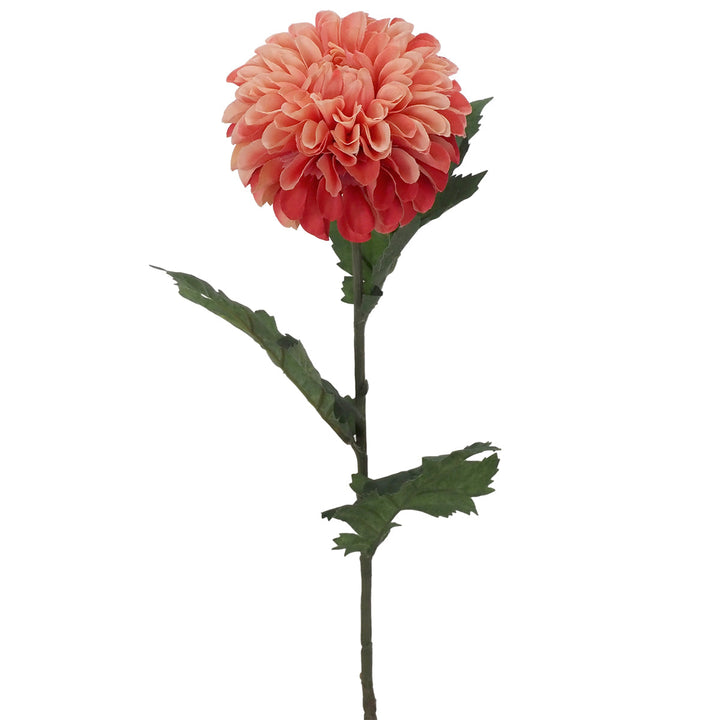 Coral Dahlia Stem